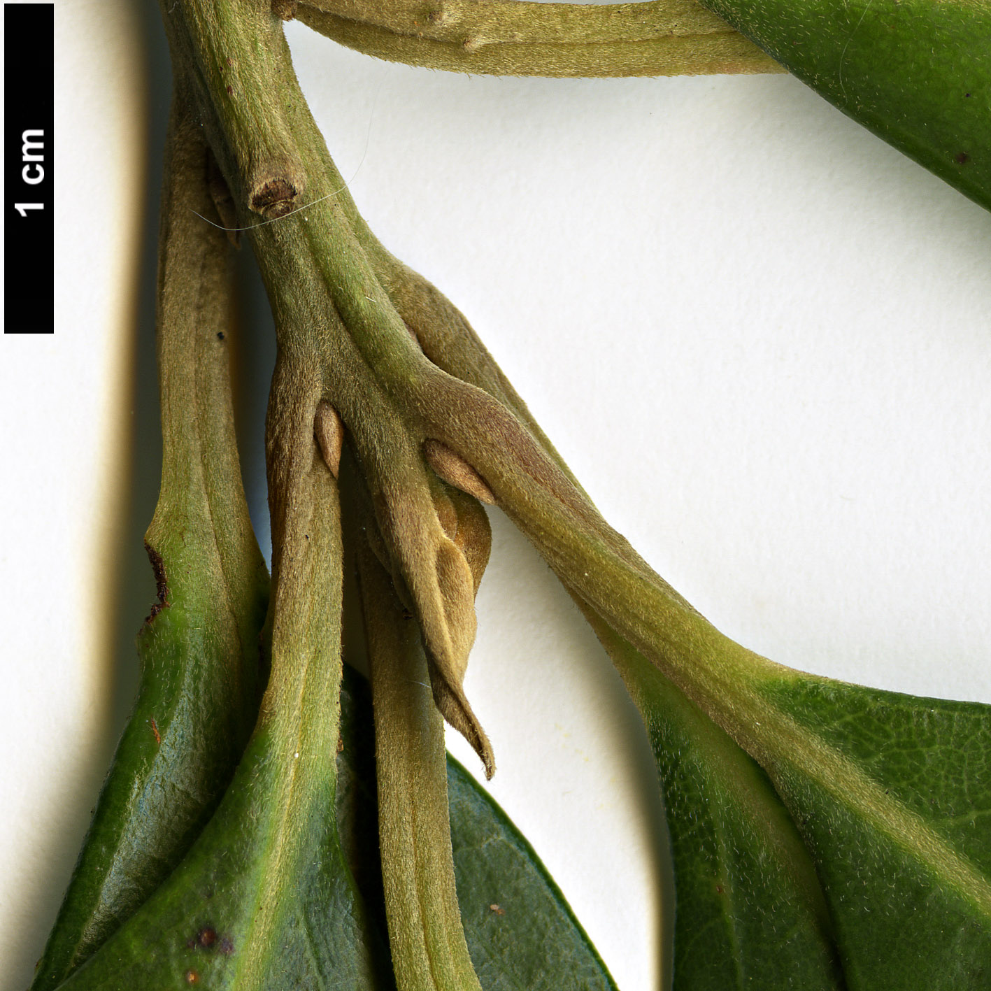 High resolution image: Family: Lauraceae - Genus: Persea - Taxon: indica